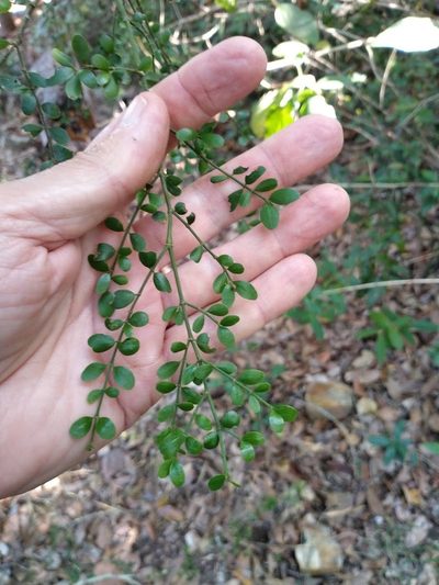 Psydrax vacciniifolius, photographed by Tony van Kampen