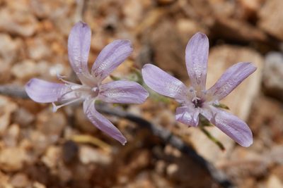 Eriastrum eremicum, photographed by Ken-ichi Ueda