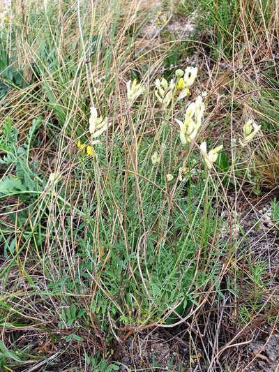 Astragalus zingeri, photographed by Анна Митрошенкова