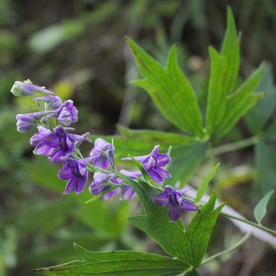 Delphinium exaltatum, photographed by Daniel McClosky