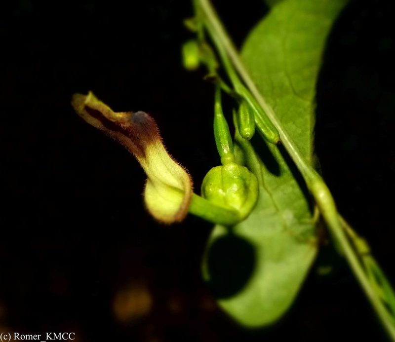 Aristolochia albida, photographed by Romer N. Rabarijaona