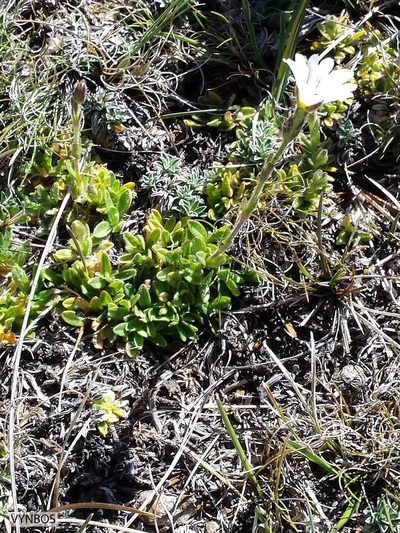 Cerastium arabidis, photographed by Chris Vynbos