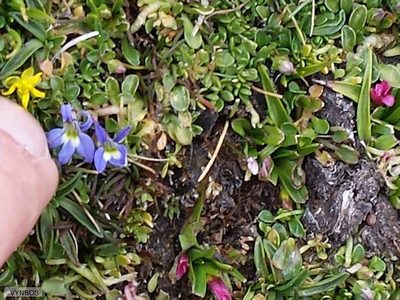 Lobelia galpinii, photographed by Chris Vynbos