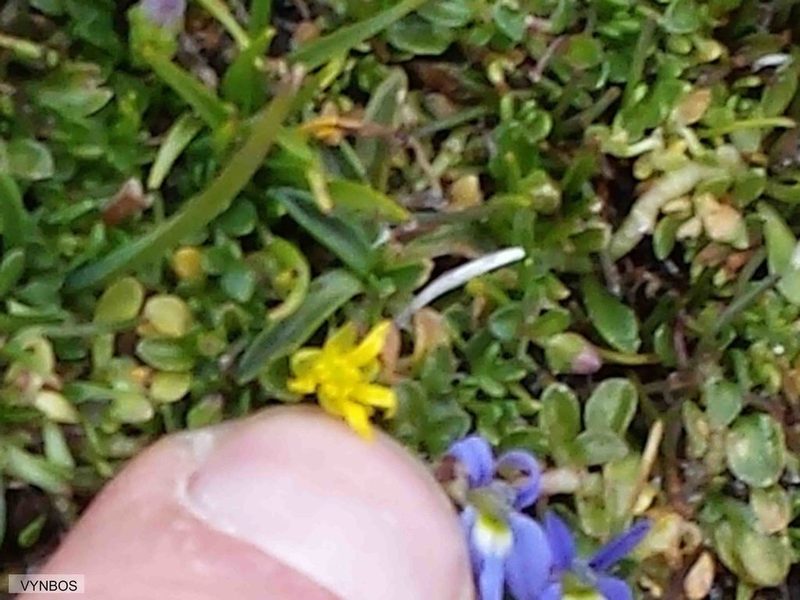 Ranunculus dregei, photographed by Chris Vynbos