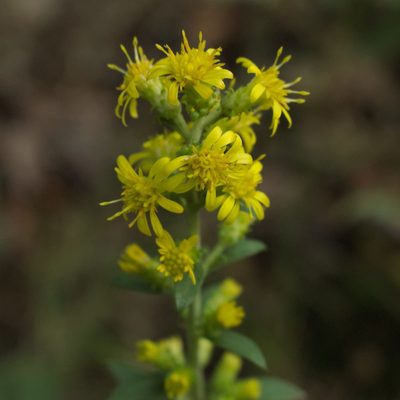 Solidago squarrosa, photographed by Daniel McClosky