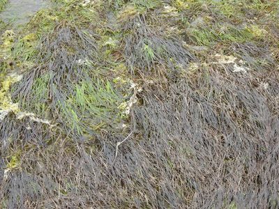 Zostera noltii, photographed by Duarte Frade