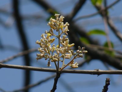 Garuga pinnata, photographed by Dinesh Valke