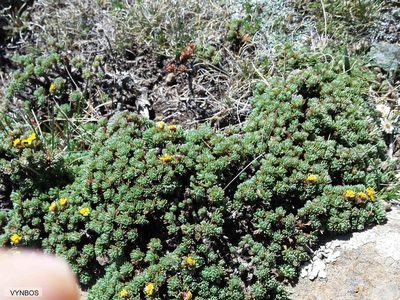 Euryops decumbens, photographed by Chris Vynbos