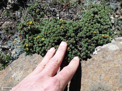 Euryops decumbens, photographed by Chris Vynbos