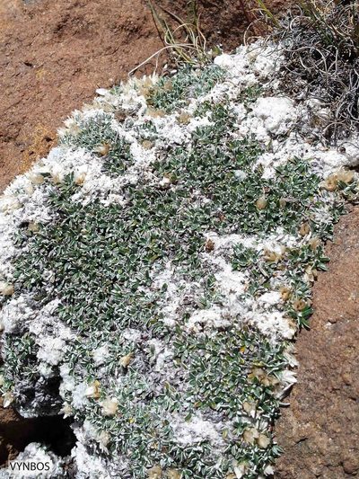 Helichrysum sessilioides, photographed by Chris Vynbos