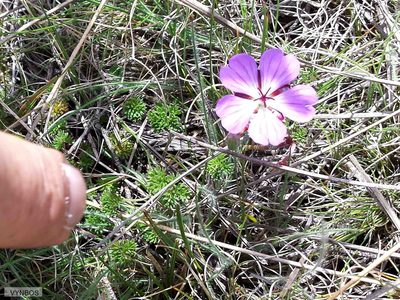 Geranium multisectum, photographed by Chris Vynbos