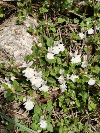 Stachys corsica, photographed by Roland Godon