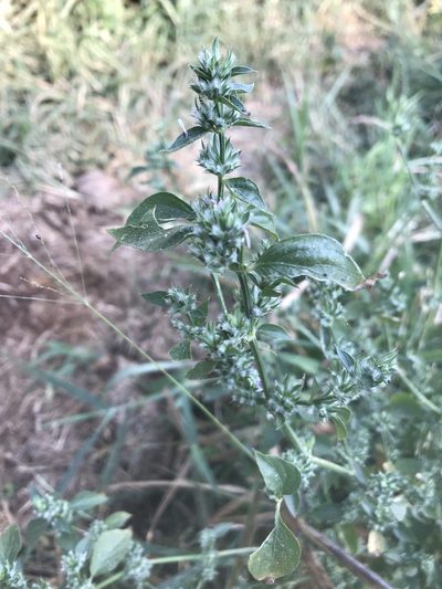 Dicliptera verticillata, photographed by rosshawkins