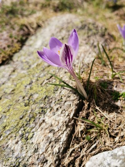 Crocus corsicus, photographed by Roland Godon
