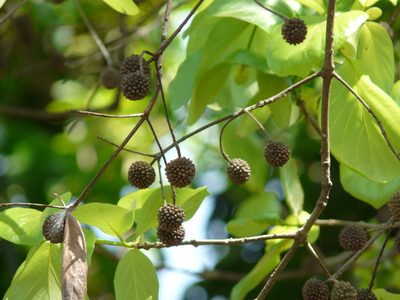 Mitragyna parvifolia, photographed by Dinesh Valke