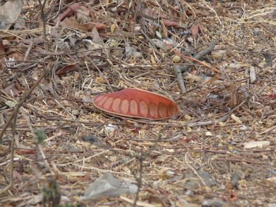 Xylia xylocarpa, photographed by Dinesh Valke