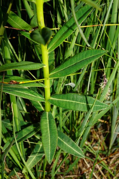 Euphorbia illirica, photographed by Patrick Hacker
