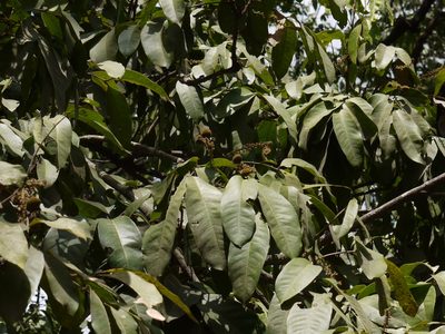 Lepisanthes tetraphylla, photographed by Dinesh Valke