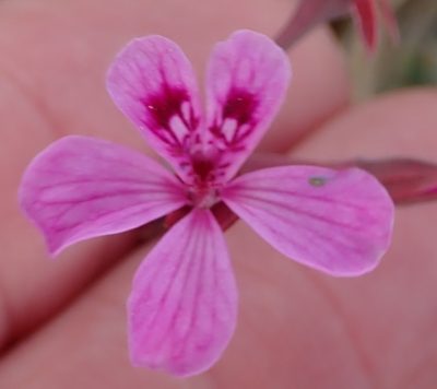 Pelargonium reniforme, photographed by Peter Warren