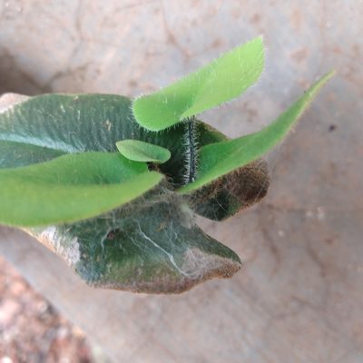 Parahemionitis arifolia, photographed by Rahul R Nath
