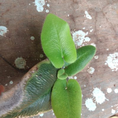 Parahemionitis arifolia, photographed by Rahul R Nath