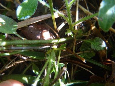 Chamaecytisus hirsutus, photographed by Gabriel Mayrhofer