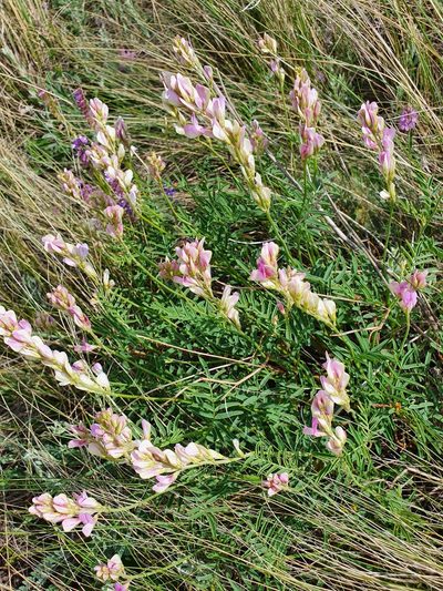 Hedysarum razoumowianum, photographed by Анна Митрошенкова