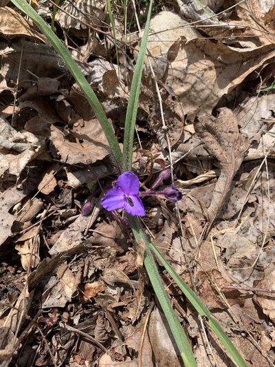 Tradescantia longipes, photographed by pamelabarnabee