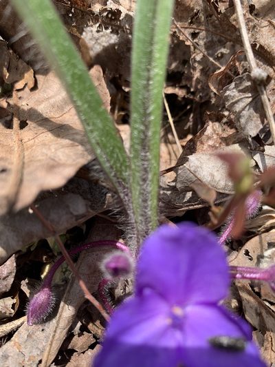 Tradescantia longipes, photographed by pamelabarnabee