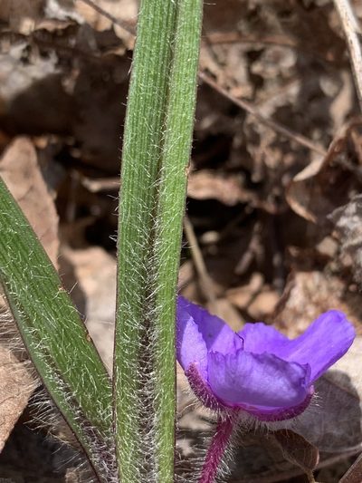 Tradescantia longipes, photographed by pamelabarnabee