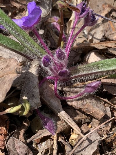 Tradescantia longipes, photographed by pamelabarnabee