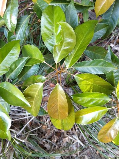 Elaeocarpus eumundi, photographed by Tony van Kampen
