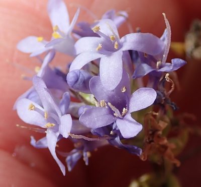 Selago canescens, photographed by Peter Warren