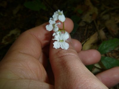 Cardamine trifolia, photographed by Gabriel Mayrhofer