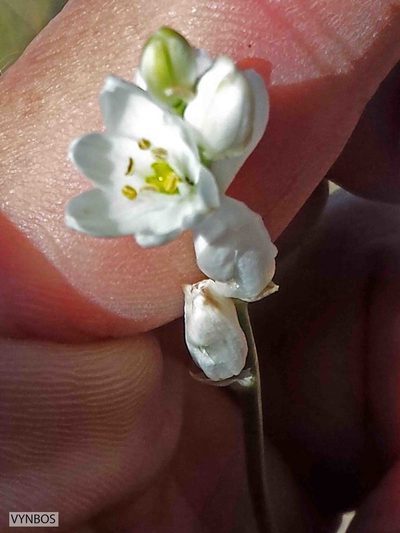 Nicipe anguina, photographed by Chris Vynbos