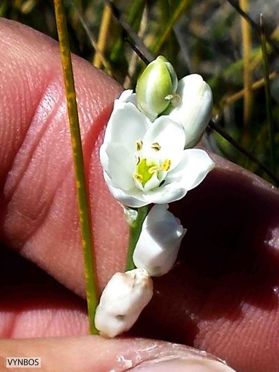 Nicipe anguina, photographed by Chris Vynbos