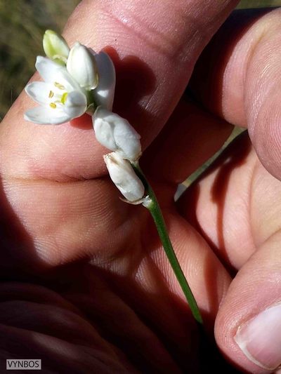 Nicipe anguina, photographed by Chris Vynbos