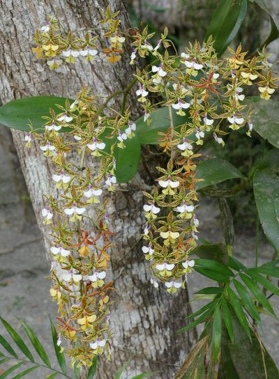 Epidendrum stamfordianum, photographed by Bernard DUPONT