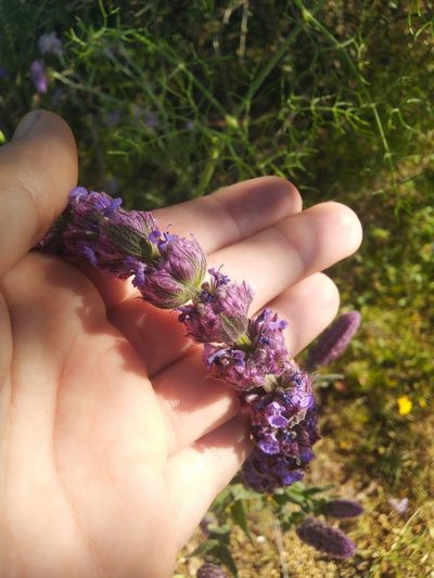 Nepeta tuberosa, photographed by Vicente Lopes