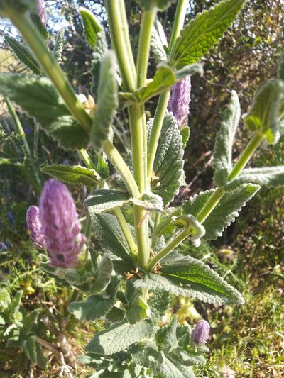 Nepeta tuberosa, photographed by Vicente Lopes