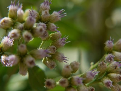 Pluchea tomentosa, photographed by Dinesh Valke