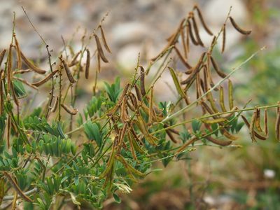 Tephrosia noctiflora, photographed by 葉子