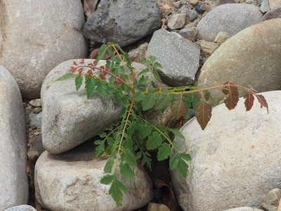 Koelreuteria elegans, photographed by 葉子