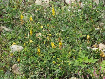 Crotalaria trichotoma, photographed by 葉子