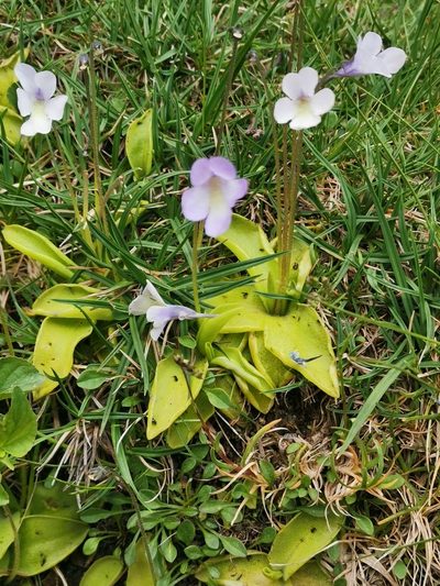 Pinguicula corsica, photographed by Roland Godon
