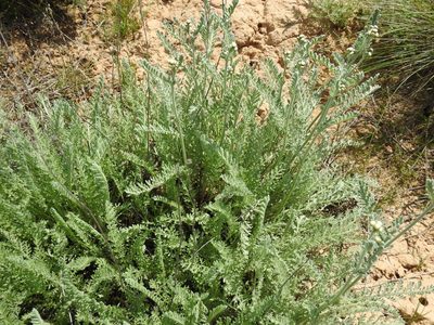 Tanacetum achilleifolium, photographed by Konstantin Grebennikov