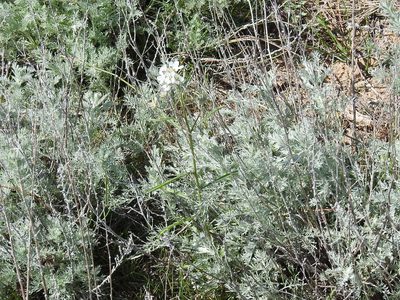 Erysimum leucanthemum, photographed by Konstantin Grebennikov
