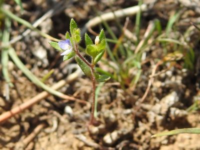 Veronica hispidula, photographed by Konstantin Grebennikov