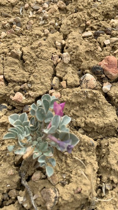 Astragalus chamaeleuce, photographed by Dan Bachen