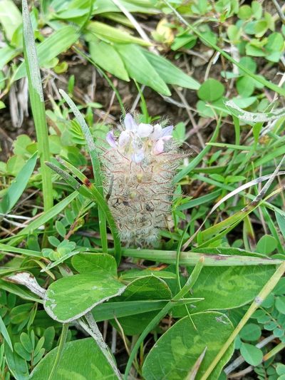 Uraria lagopodioides, photographed by Beah Vega